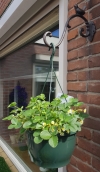 Hanging Basket haak